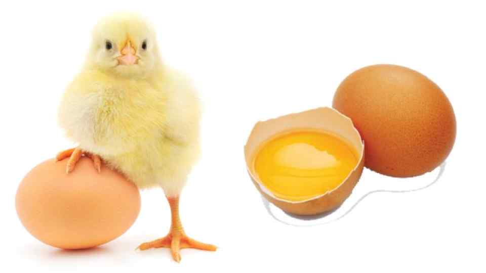 Ouăle de prepeliță ajută la prostatită